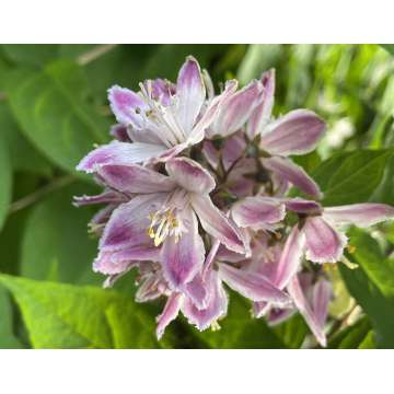 Deutzia'Raspberry Sundae'