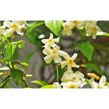 Trachelospermum asiaticum'Chili and Vanilla'