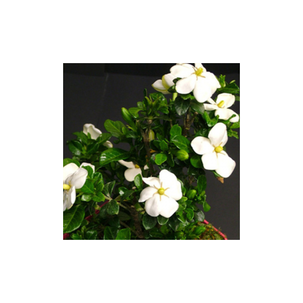 Gardenia jasminoides'Double Diamond'