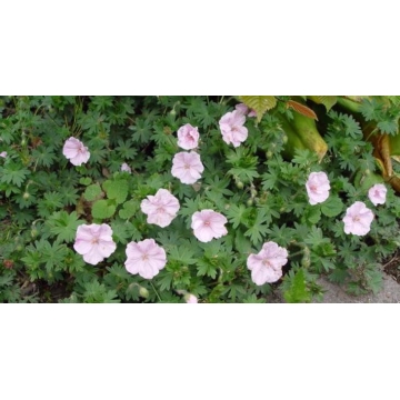 Geranium sanguineum'Apfelblüte'
