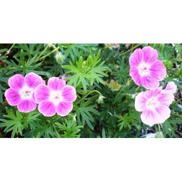 Geranium sanguineum'Elke'
