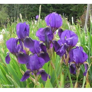 Iris germanica'Gentius'