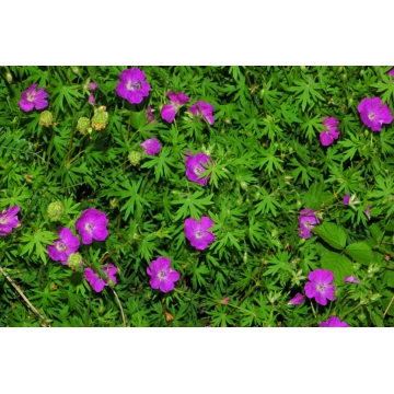 Geranium sanguineum
