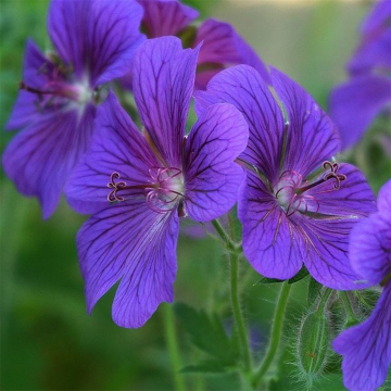 Geranium'Alan Mayes'