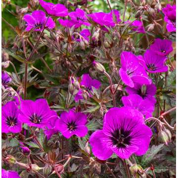 Geranium'Dark Eyes'