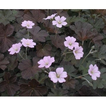 Geranium'Dusky Crugh'