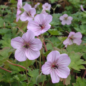 Geranium'Joy'