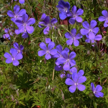 Geranium'Nimbus'