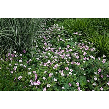 Geranium oxonianum'Rose Clair'