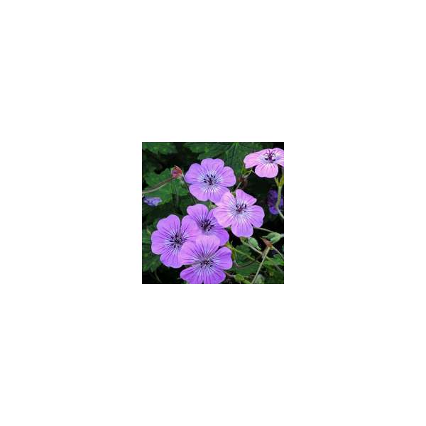 Geranium'Pink Penny'
