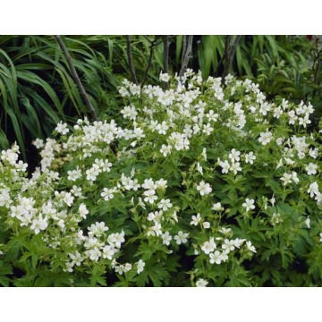 Geranium phaeum'Album'