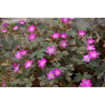 Geranium'Tanya Rendall'