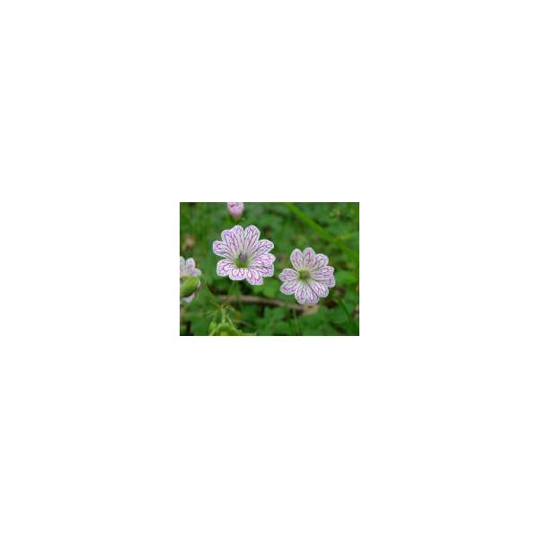 Geranium versicolor