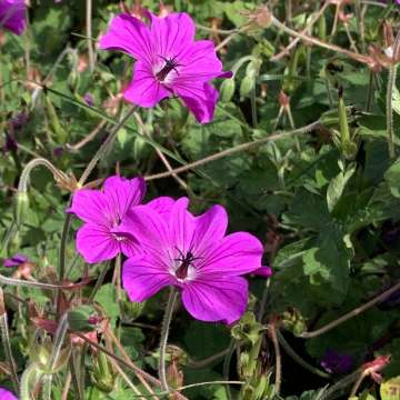 Geranium'Hexham Velvet'