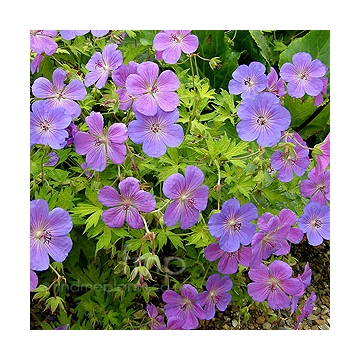 Geranium'Blue Sunrise'