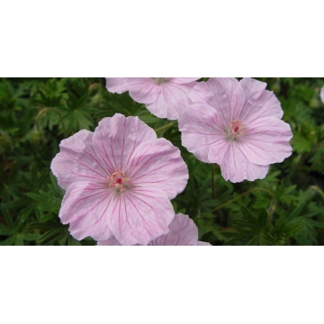 Geranium sanguineum'Striatum'