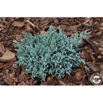 Juniperus squamata'Tropic blue'