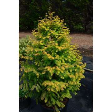 Metasequoia glyptostroboides'Amber Glow'