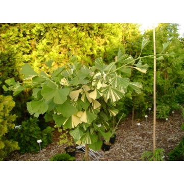 Ginkgo biloba'Beiijng Gold'