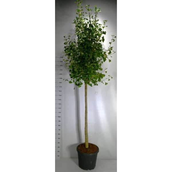 Ginkgo biloba'Autumn Gold'