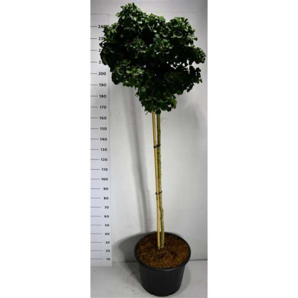 Ginkgo biloba'Mariken'