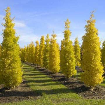 Ginkgo biloba'Blagon'