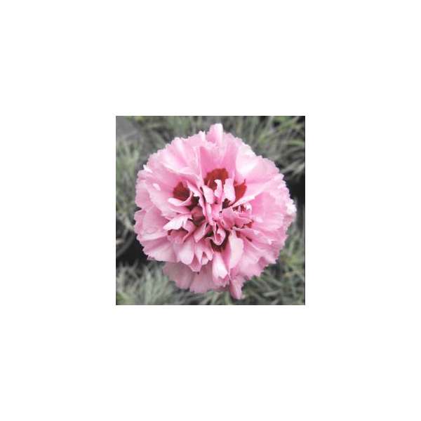 Dianthus plumerias'Monica Wyatt'
