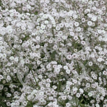 Gypsophila'Festival White'