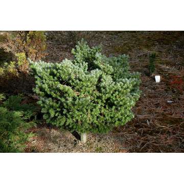 Abies koreana'Silberperle'
