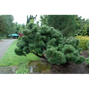 Pinus thunbergii'Thunderhead'