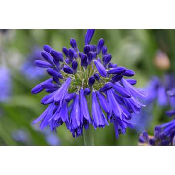 Agapanthus'Hanneke'