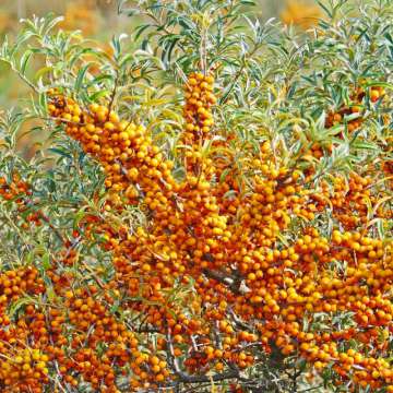 Hippophae rhamnoides'Hergo'