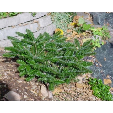Abies fargesii'Headfort'