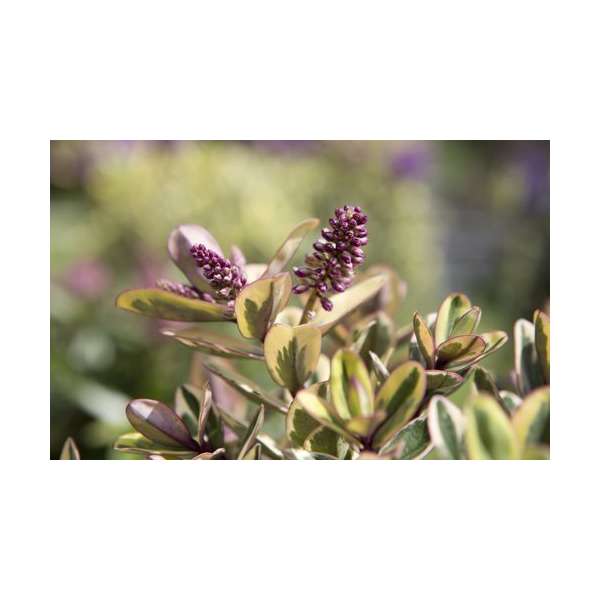 Hebe Addenda'Tricolor'