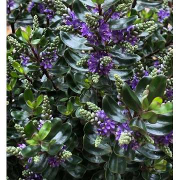 Hebe donna'Dark Purple'