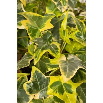 Hedera helix'Goldchild'