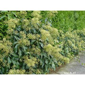 Hedera helix'Zorgvlied'