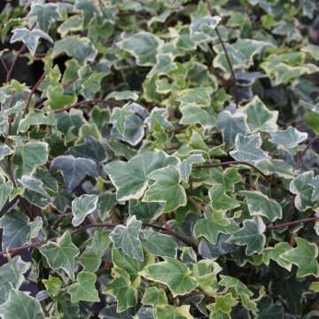 Hedera helix'Glacier'
