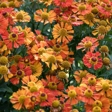 Helenium'Little Orange'