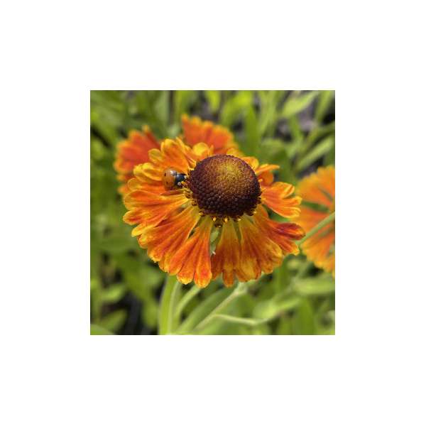Helenium'Monique'