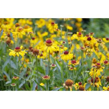 Helenium'Wesergold'