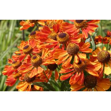 Helenium'Wonadonga'