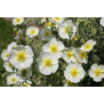 Helianthemum'The Bride'