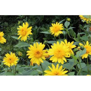 Helianthus'Happy Days'