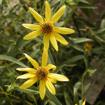Helianthus'Table Mountain