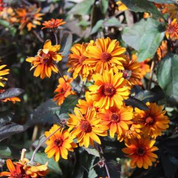 Heliopsis helianthoides'Luna Roja'