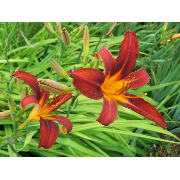 Hemerocallis'Sammy Russell'