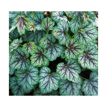 Heuchera'Green Spice'