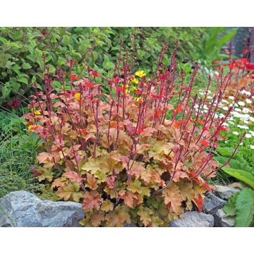 Heuchera'Marmalade'