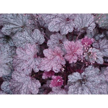 Heuchera'Plum Pudding'